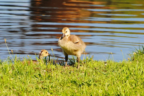 Gosling canadense perfeito em pé ao lado de uma lagoa — Fotografia de Stock