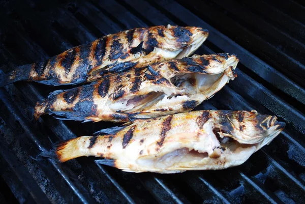 Fresh Pink Snapper Cooked on a Grill — Stock Photo, Image
