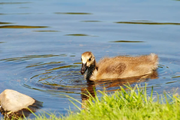 Swimming Canadian Gosling in a Pond — Stock Photo, Image
