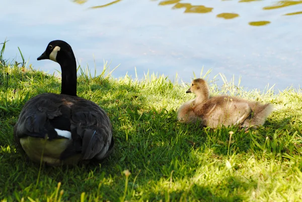 Anne ve bebek bir gölet yanında gölgede döşeme — Stok fotoğraf