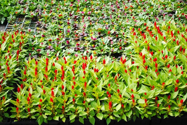 Young Plants Growing in Early Spring for Sale — Stock Photo, Image