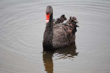 Siyah Kuğu 2 yüzme
