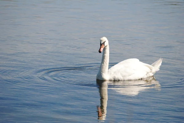White Swan Swimming — Stock Photo, Image