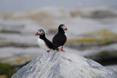 Puffins in the Distance clipart