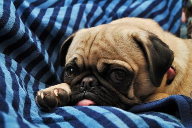 jonge pug opleggen van een blauwe deken