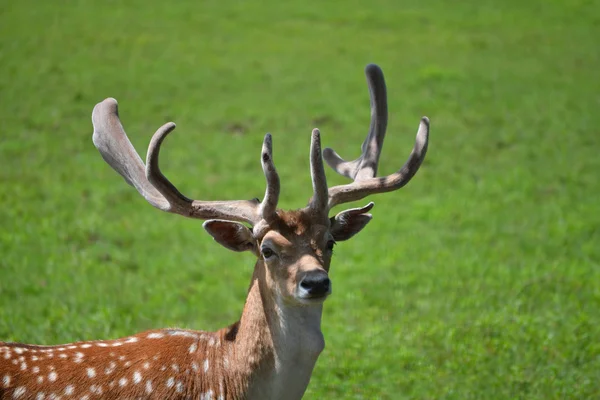 Buck på nära håll i ett grönt fält — Stockfoto