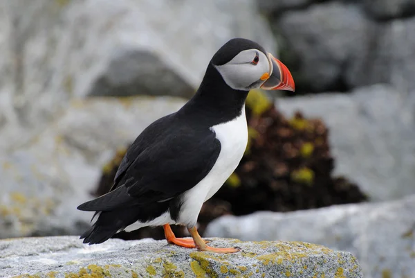 Puffin Bird with a Rocky — Stock Photo, Image