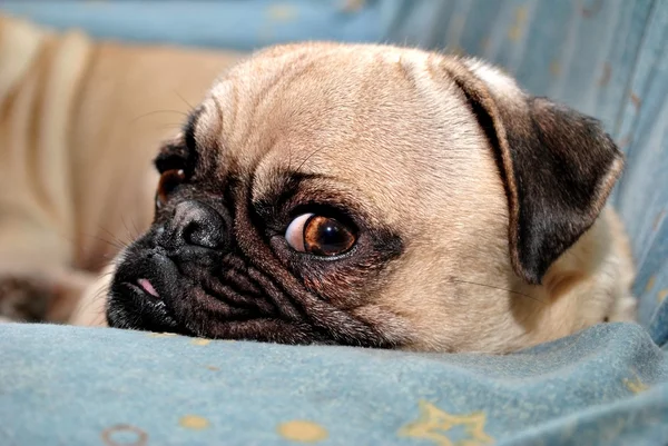 rahatsız pug yavrusu