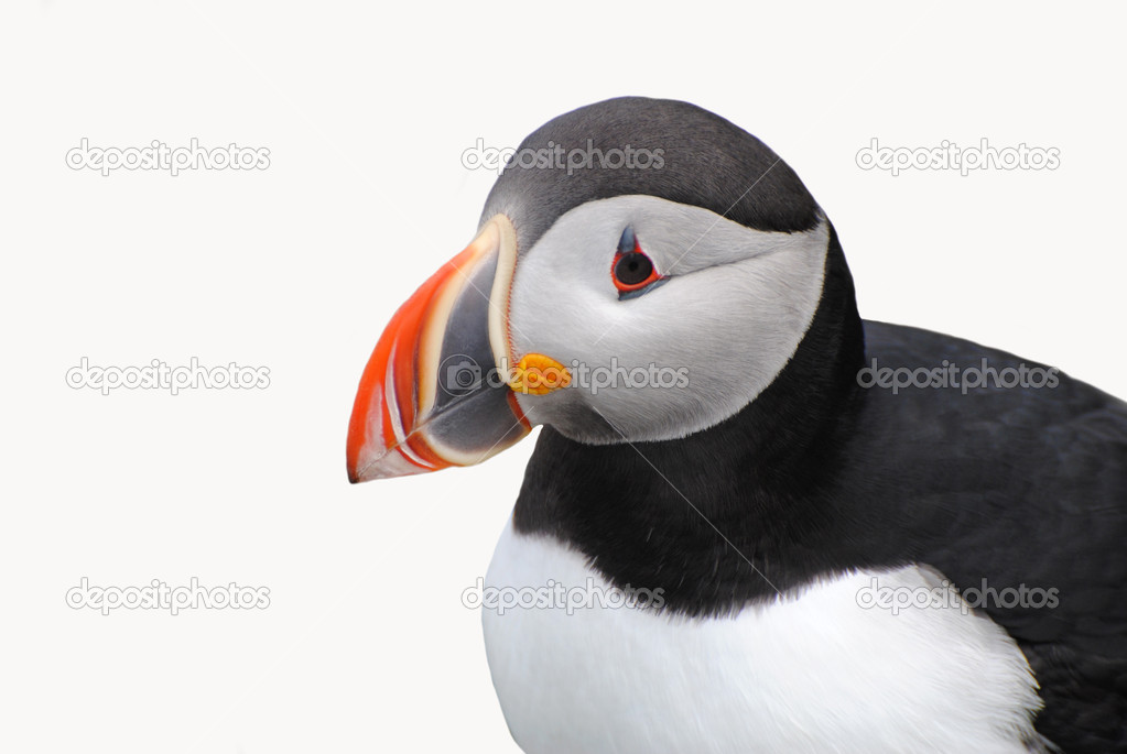 Puffin Close-Up Isolated on White