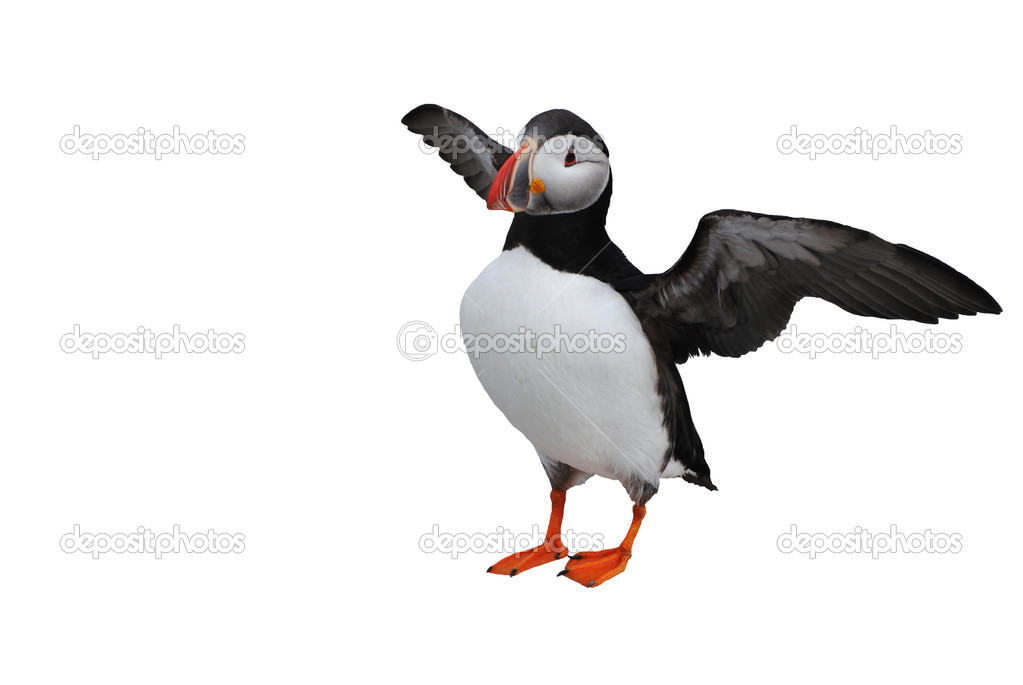 Puffin with Wings Spread Over White