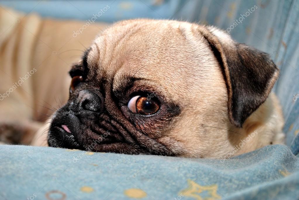 Annoyed Pug Puppy — Stock Photo © bandd 51345847