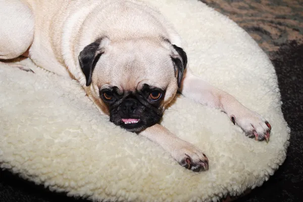 Pug joven acostado en una cama de perro pequeño —  Fotos de Stock