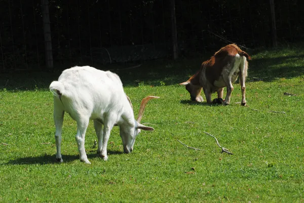 Un marrón y una cabra blanca pastando en un campo cubierto de hierba —  Fotos de Stock