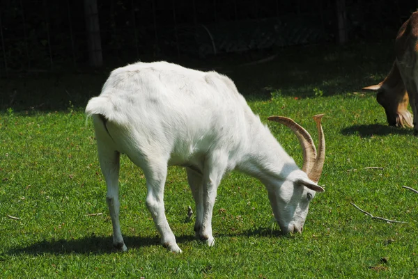 Grazing cabra branca em uma pastagem de terras agrícolas — Fotografia de Stock