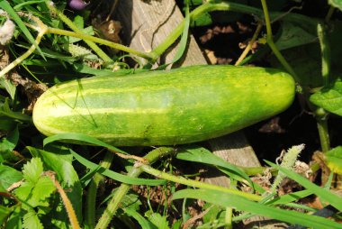 taze organik salatalık büyüyen bir yaz bahçede