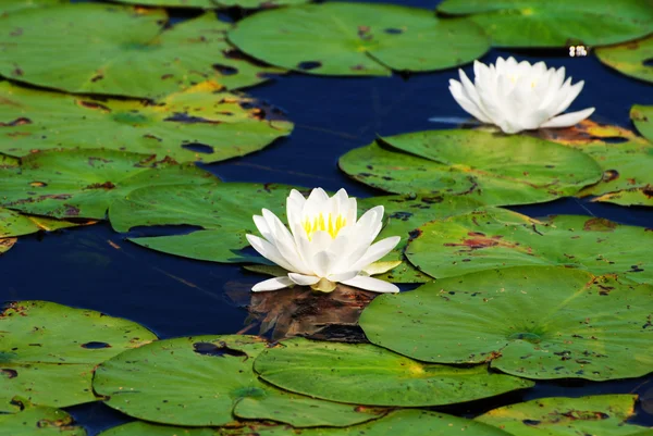 Hermosos lirios de estanque de verano en flor en un día de verano — Foto de Stock