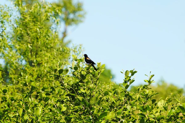 Red Winged Blackbird Singing in Green Bushes — Stock Photo, Image