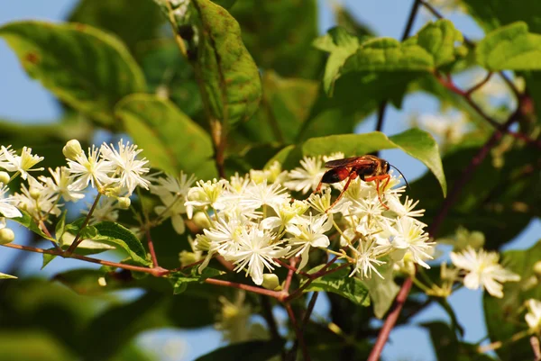 Hornet hledá pylu na bílé letní květiny — Stock fotografie