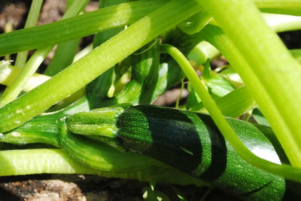 Gros plan sur une courge courgette estivale en croissance — Photo