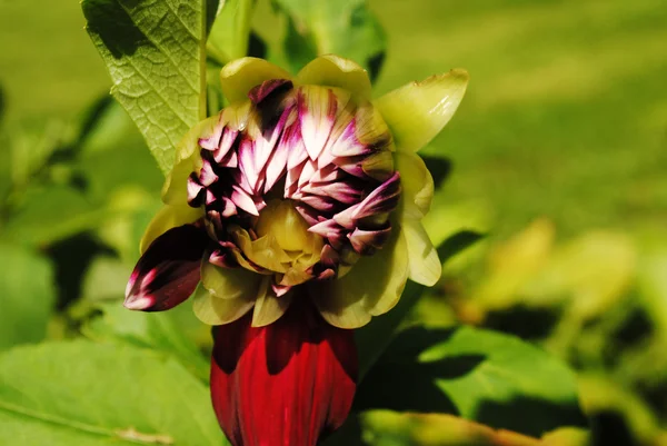 A Maroon and White Dahlia Budding in Summer