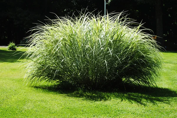 Erba ornamentale in piena fioritura durante la stagione estiva — Foto Stock