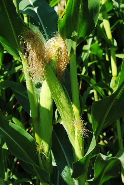 Два кукурузных початка растут на кукурузном поле — стоковое фото