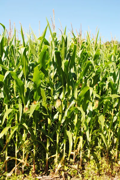 Крупный план кукурузного поля в жаркий летний день — стоковое фото