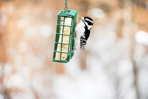 Woodpecker Suet Feeder Winter — Stock Photo, Image