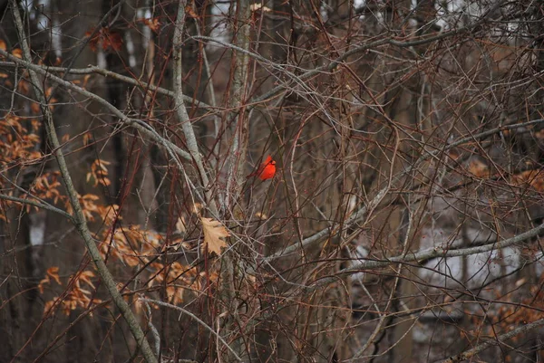 Red Cardinal Bird Woods — Stock Photo, Image