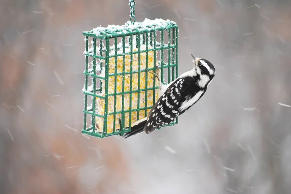 Suet Kuş Yemi Üzerinde Ağaçkakan — Stok fotoğraf