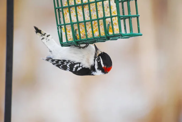 Downy Woodpecker Feeding Side Suet Feeder — Stock Photo, Image