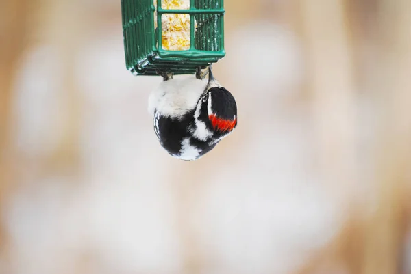 Pájaro Carpintero Que Alimenta Del Lado Comedero Suet —  Fotos de Stock