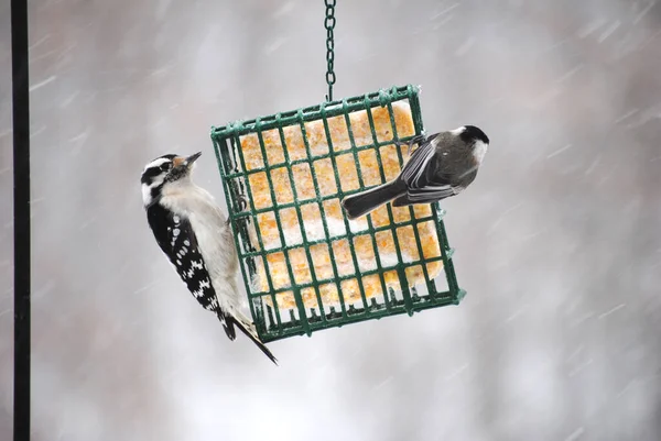 Downy Woodpecker Una Gallina Capa Negra Alimentan Suet Durante Una —  Fotos de Stock