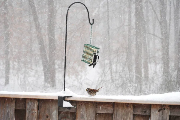 Downy Woodpecker Gorrión Blanco Alimentan Suet Durante Una Tormenta Nieve —  Fotos de Stock