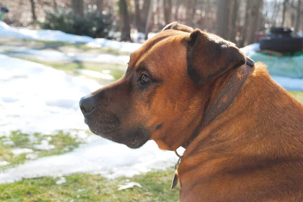 寒い晴れた日に外に大きなマスチフ犬のプロフィール — ストック写真