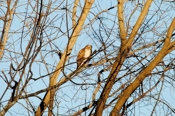Wood Hawk Perched Tree Cloudless Winters Day — Stock Photo, Image
