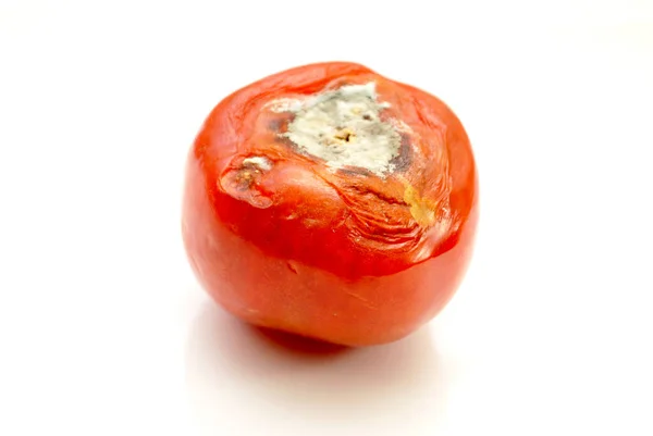 Gnijący Pomidor Pleśnią Rosnącą Wierzchu — Zdjęcie stockowe