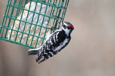 Suet Besleyicinin Yanından Beslenen Downy Ağaçkakanı