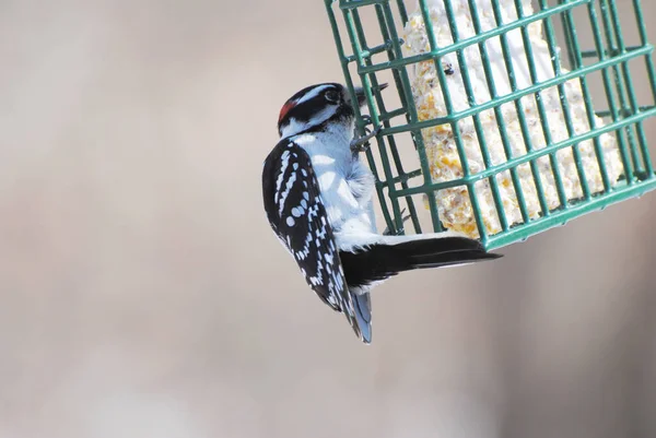 Downy Woodpecker Feeding Side Suet Feeder — Stock Photo, Image