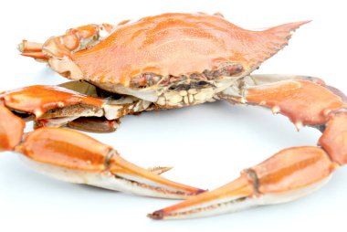 Buğulanmış Kırmızı Yengeç, Beyaz Arkaplanda İzole Edildi