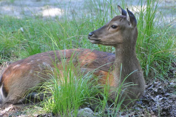 森の端に草の中に小さな鹿が横たわっている — ストック写真