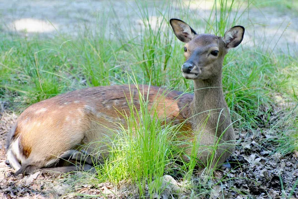 森の端に草の中に小さな鹿が横たわっている — ストック写真