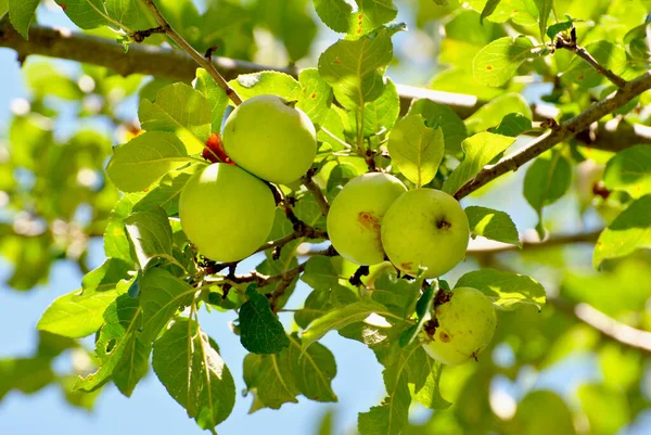 Sjuka Äpplen Som Växer Trädmatsavfall — Stockfoto