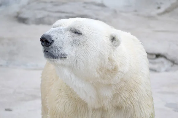 Duży Niedźwiedź Polarny Thalarctos Maritimus Skalistym Tle Zdjęcia Stockowe bez tantiem
