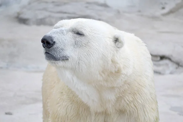 Large Polar Bear Thalarctos Maritimus Rocky Background Stock Picture