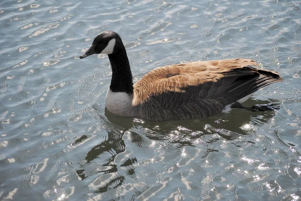 暖かい冬の日に完璧なカナダのガチョウ水泳 — ストック写真