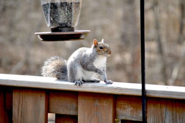 Sincap kuş yemliğinden yiyecek almaya çalışırken yakalandı.