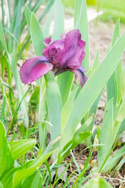 Bíbor Iris Virágzik Tavaszi Kert Ágyában — Stock Fotó