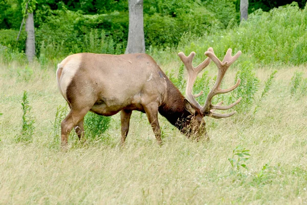 Male American Elk Suaka Margasatwa — Stok Foto