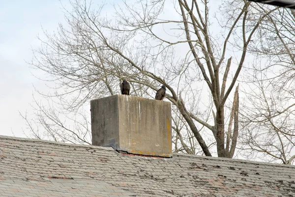 Two Black Vultures Sitting Old Chimney — Stock Photo, Image